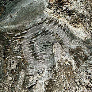 Dead and cut tree in putrefaction