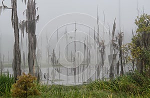 Dead cypress trees in a pond at Guste Island Louisiana photo