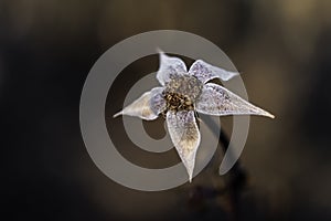 A dead daisy in the winter