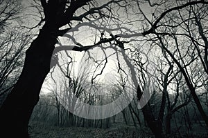 Dead dark winter tree in the forest.