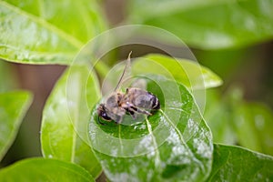 Dead dead bee, conceptual image on pesticides and environmental risk. Bee on extermination