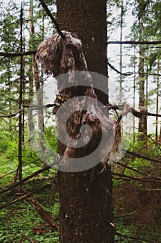 Dead decayed animal on tree branches