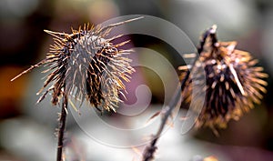 Dead decaying globe thistle standing alone