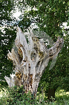 Dead and decaying tree in a forest in Essex