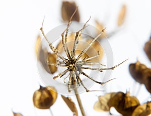 Dead delicate daisy flower up close detail white background