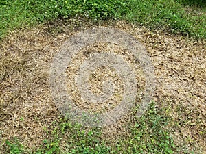 Dead and diseased brown grass near green grass lawn and yard