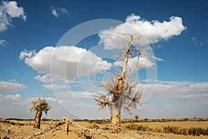 Dead diversifolia populus