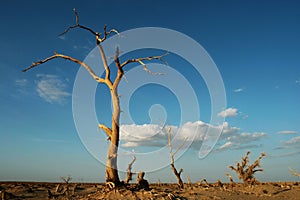 Dead diversifolia populus