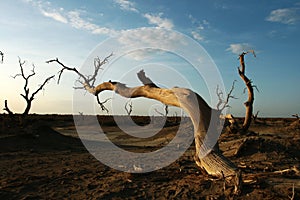 Dead diversifolia populus