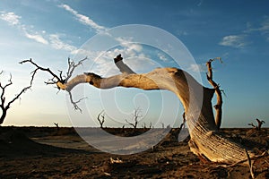 Dead diversifolia populus