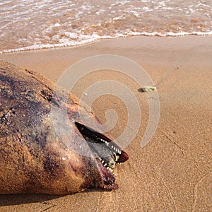 Dead dolphin, Harbour porpoise, on beach