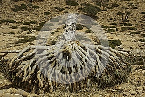 Dead Dragon Blood Tree, Dracaena cinnabari, Socotra dragon tree, Threatened species