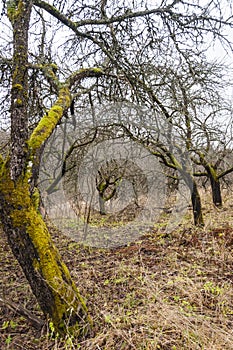 Dead dried apple trees orchard