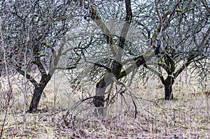 Dead dried apple trees orchard