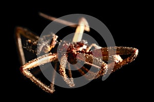 Dead dried brown spider, macro