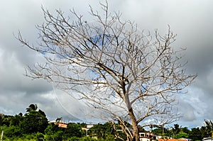 Dead Dried Lebbeck Tree