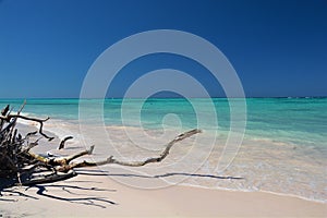Dead and dried magrove branches at the beautiful sandy beach at Cayo Jutias