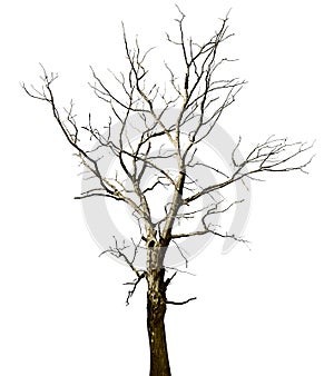 Dead dried oak tree isolated on white