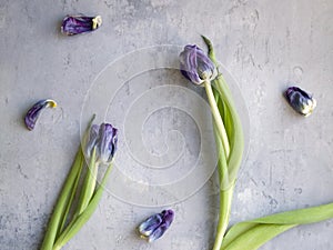 Dead dried purple tulips.