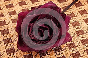 Dead dried red rose