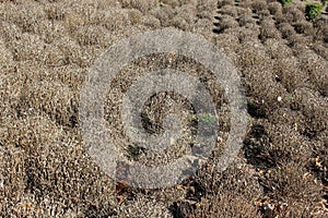 Dead and dried rows of Chrysanthemum flowers