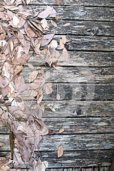 Dead dry autumn leaves on weathered gray boards