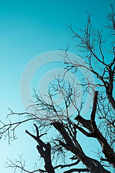 Dead and dry big tree blue sky background