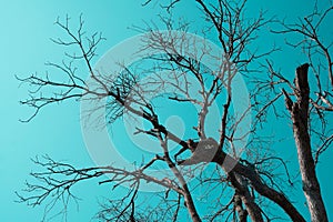 Dead and dry big tree blue sky background