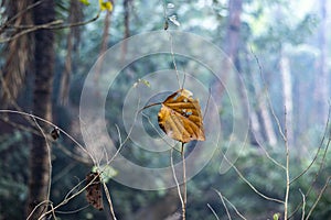 A dead, dry brown leaf still stuck to the stem against a forest blur background