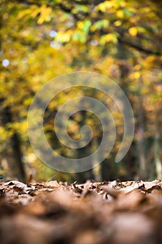 Dead dry brown leaves covering ground forest pathway in fall autumn season