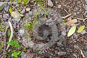 Dead, dry common toad (Bufo bufo) on forest ground