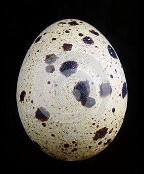 Dead dry cracked  quail egg isolated on black