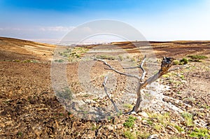 Dead dry desert tree plant arid landscape