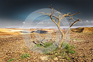 Dead dry desert tree plant arid landscape