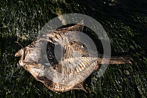 Dead dry fish (flounder, Platichthys, demersal fish) on a seashell