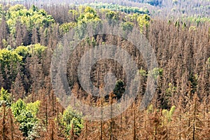 Dead dry forest. Bark beetle calamity. Environmental disaster