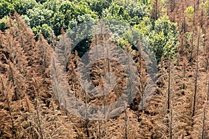 Dead dry forest. Bark beetle calamity. Environmental disaster