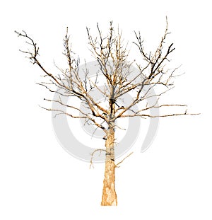Dead dry oak tree isolated on white