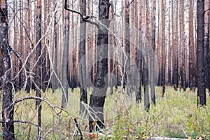 Dead dry pine forest after major forest fire wildfire. Consequences of wildfire - charred trees and no needles. Recovery of gree