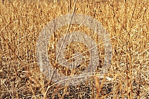 Dead and dry plant bushes in the agriculture field, long dried grass or weed during times of drought