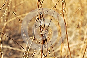 Dead and dry plant bushes in the agriculture field, long dried grass or weed during times of drought