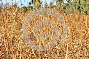 Dead and dry plant bushes in the agriculture field, long dried grass or weed during times of drought