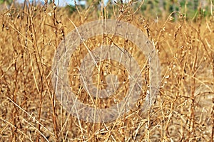 Dead and dry plant bushes in the agriculture field, long dried grass or weed during times of drought