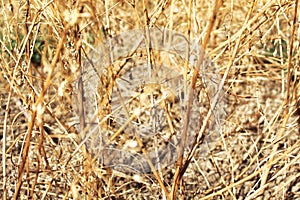 Dead and dry plant bushes in the agriculture field, long dried grass or weed during times of drought