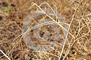 Dead and dry plant bushes in the agriculture field, long dried grass or weed during times of drought