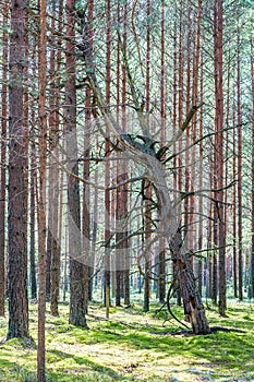 Dead dry rotten pine tree standing slanted leaning on other pine trees in amazing evergreen forest