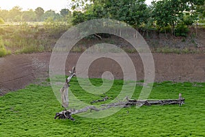 Dead dry stumps with green moss grass