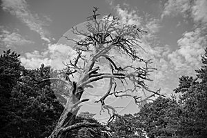 Dead dry tree