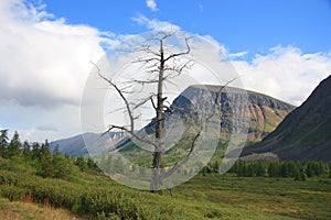 Dead dry tree