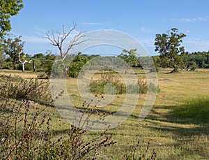 dead tree among the alive trees.hambantota, sri lanka.